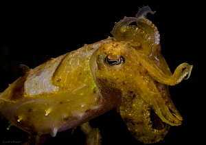 The  "perp"! Mug shot dusk dive. by John Roach 